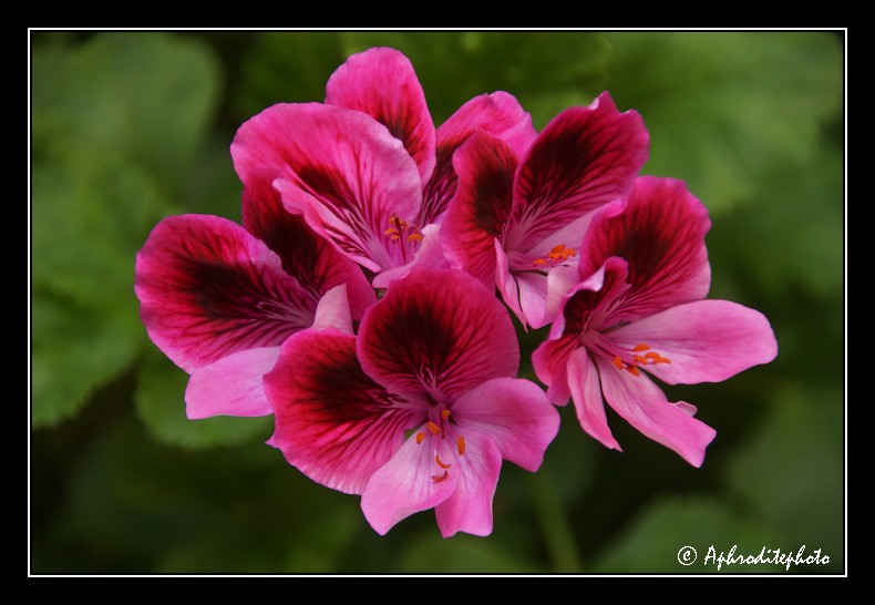 024 Fleurs